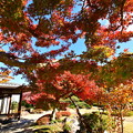写真: 須磨離宮公園の紅葉(10)