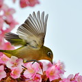 写真: 河津桜にメジロ