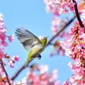 写真: 河津桜にメジロ