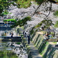 夙川公園の桜（１）