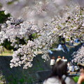 夙川公園の桜（３）