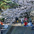 夙川公園の桜（４）