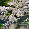 夙川公園の桜（５）