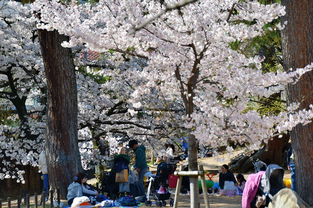 夙川公園の桜（６）