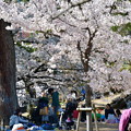 夙川公園の桜（６）