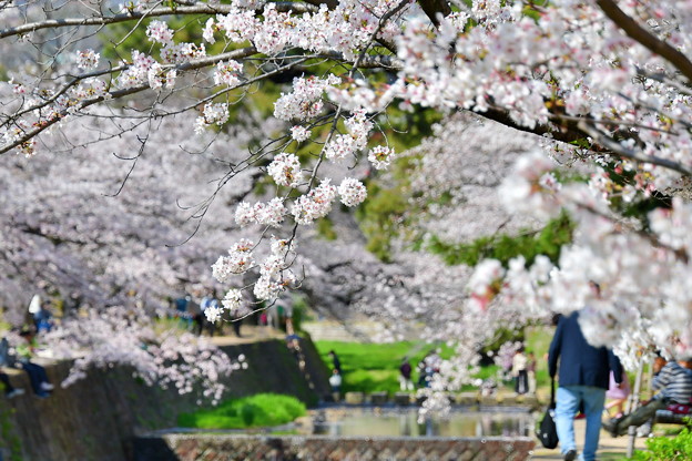 写真: 夙川公園の桜（７）