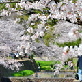 夙川公園の桜（７）