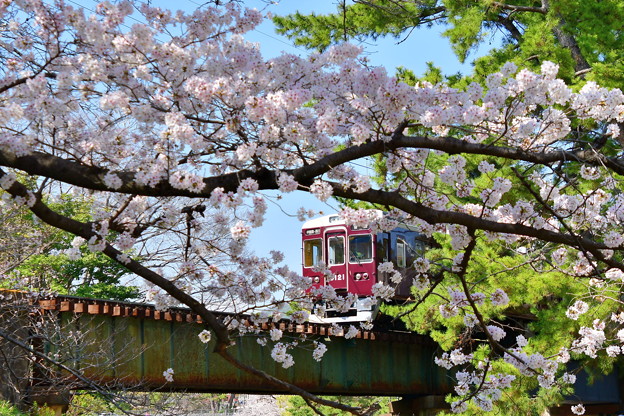 Photos: 夙川公園の桜（８）