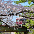 夙川公園の桜（８）