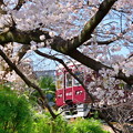 夙川公園の桜（９）