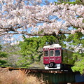 夙川公園の桜（１０）