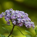 紫陽花（３）