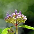 紫陽花（８）
