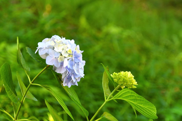 紫陽花（１０）