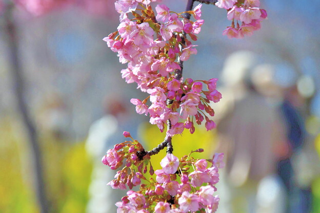菜の花と河津桜（２）