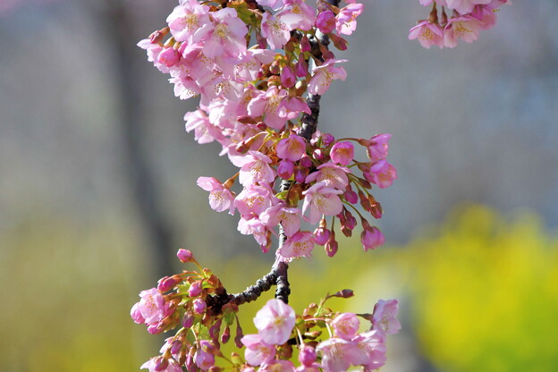 菜の花と河津桜（３）
