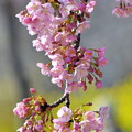 菜の花と河津桜（３）