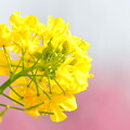 写真: 菜の花と河津桜（７）