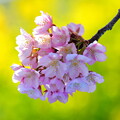 菜の花と河津桜（８）