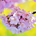 菜の花と河津桜（９）