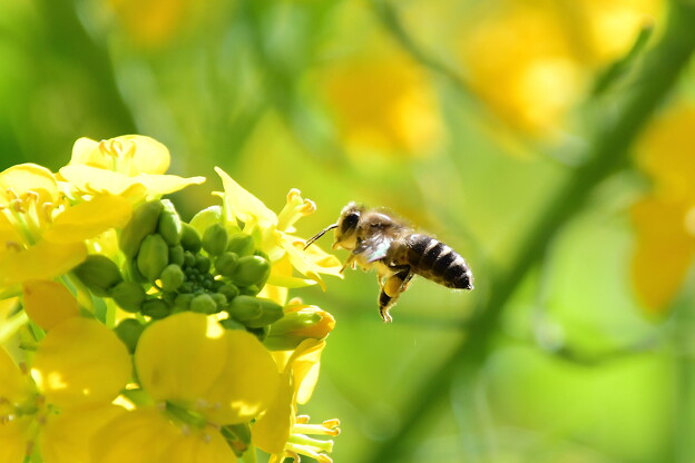 写真: 菜の花と蜜蜂（１）