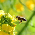 写真: 菜の花と蜜蜂（２）