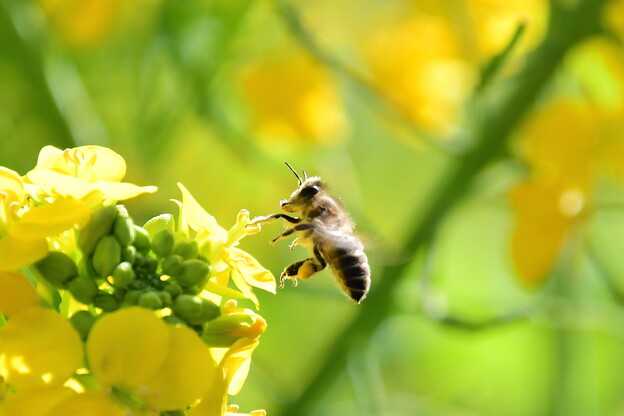 菜の花と蜜蜂（３）