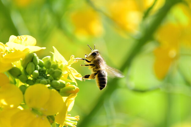 写真: 菜の花と蜜蜂（４）