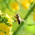 写真: 菜の花と蜜蜂（４）