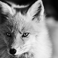 写真: fox