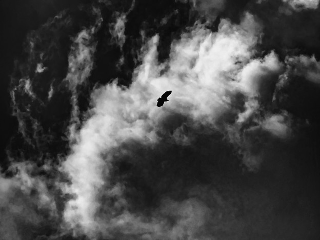 写真: 風雲とオジロ