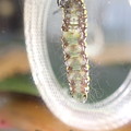 写真: アサギマダラ　幼虫　3齢幼虫　P3153254