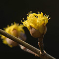 写真: 山茱萸の花