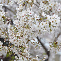 写真: 桜花爛漫１