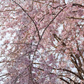 写真: 満開の枝垂桜