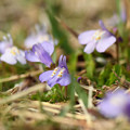 写真: 紫鷺苔２（ムラサキサギゴケ）