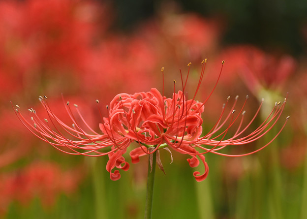写真: 満開に咲く赤い花３