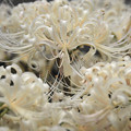 写真: 満開の白い彼岸花