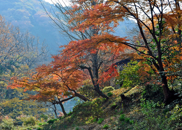 Photos: 嵐山渓谷２