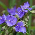 写真: 紫露草１