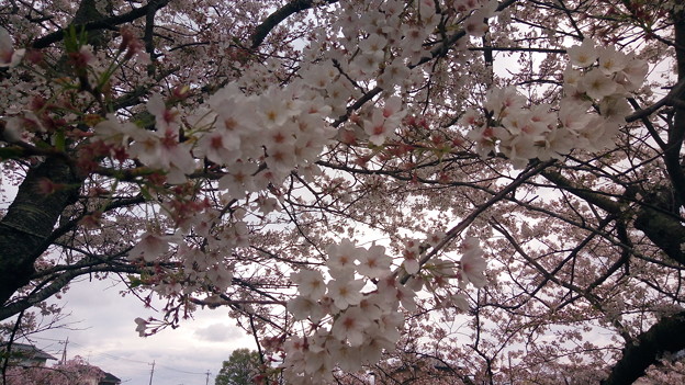 写真: 茂原の桜