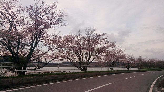 高滝湖の桜