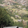 高峯の山桜