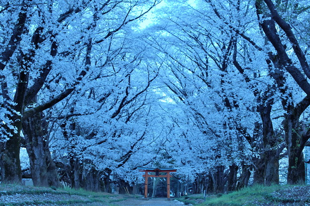 写真: 春宵桜