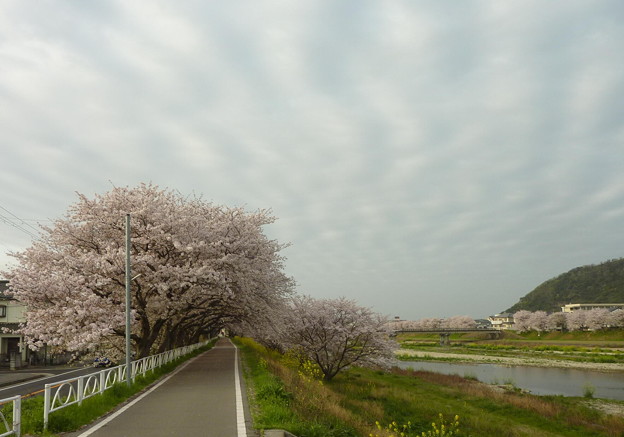 写真: 21-夢前川の桜0004