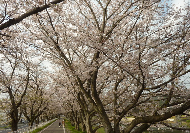 写真: 21-夢前川の桜0019
