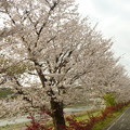 写真: 21-夢前川の桜0011