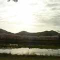 写真: 21-夢前川の桜0014