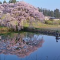 写真: 春写す池のほとりは莫大小