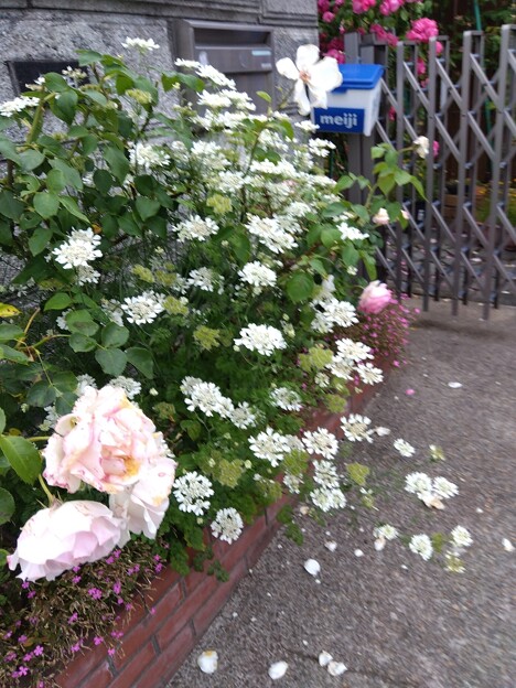近所の花